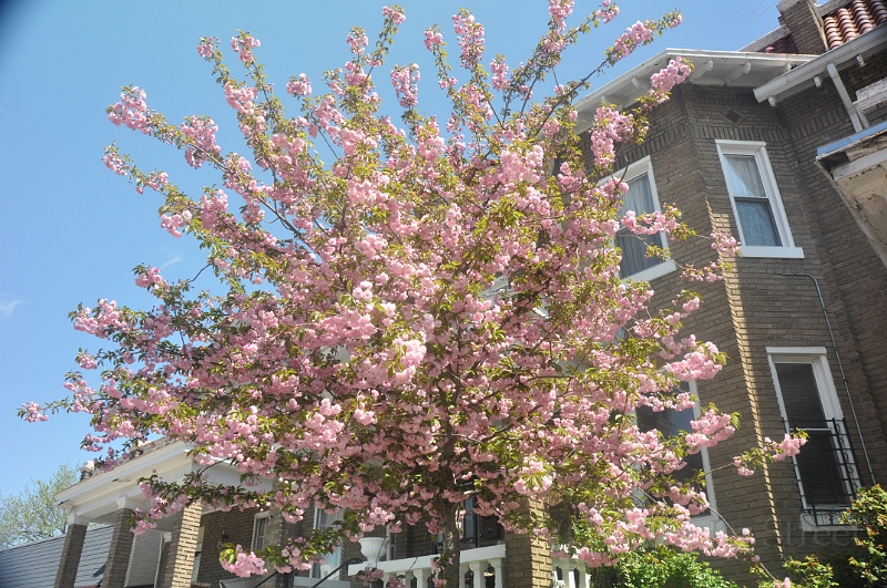 Kwanzan Cherry Tree 2011 06.jpg